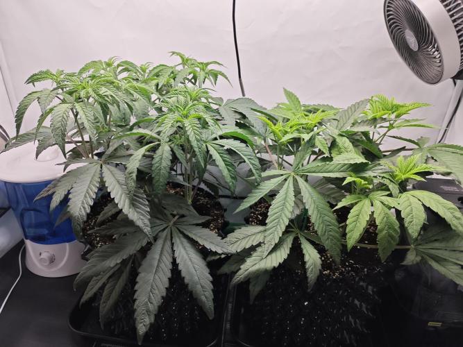 Biscotti Gelato AC Infinity AI+. Week 4 - Den 35