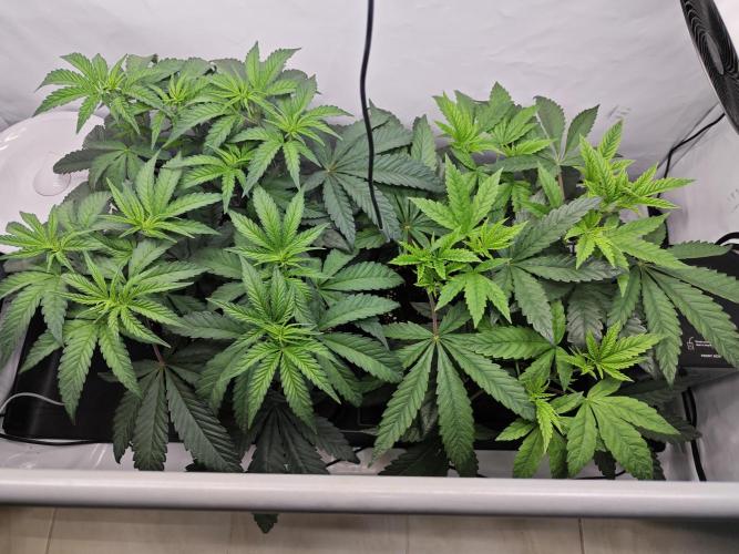 Biscotti Gelato AC Infinity AI+. Week 4 - Den 35