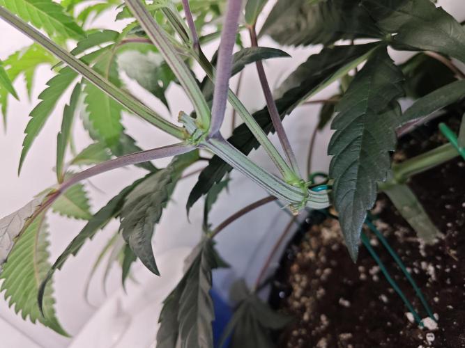 Biscotti Gelato AC Infinity AI+. Week 4 - Den 35 levá