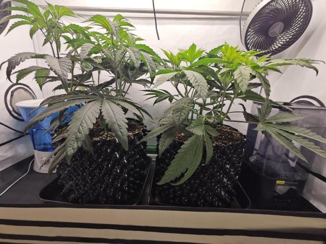 Biscotti Gelato AC Infinity AI+. Week 4 - Den 35