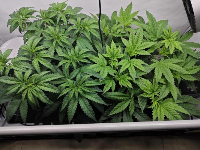 Biscotti Gelato AC Infinity AI+. Week 5 - Den 39