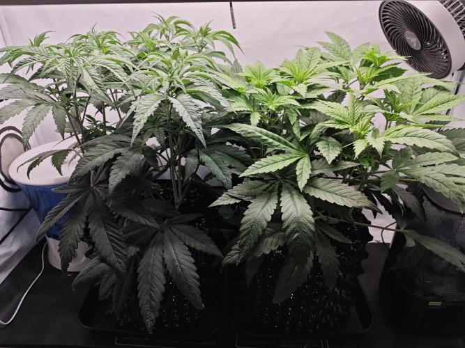 Biscotti Gelato AC Infinity AI+. Week 5 - Den 39
