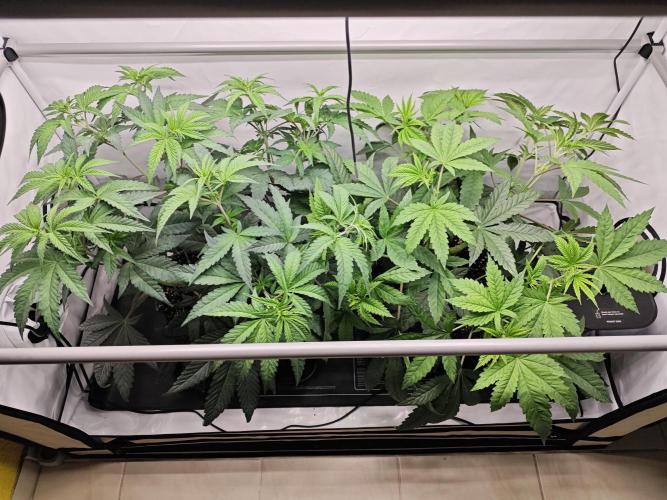 Biscotti Gelato AC Infinity AI+. Week 5 - Den 39 po rotažení 