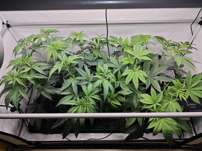 Biscotti Gelato AC Infinity AI+. Week 5 - Den 39 po rotažení 