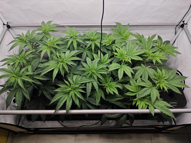 Biscotti Gelato AC Infinity AI+. Week 5 - Den 41/1 (12/12)