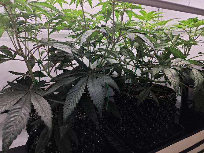 Biscotti Gelato AC Infinity AI+. Week 5 - Den 41/1 (12/12)