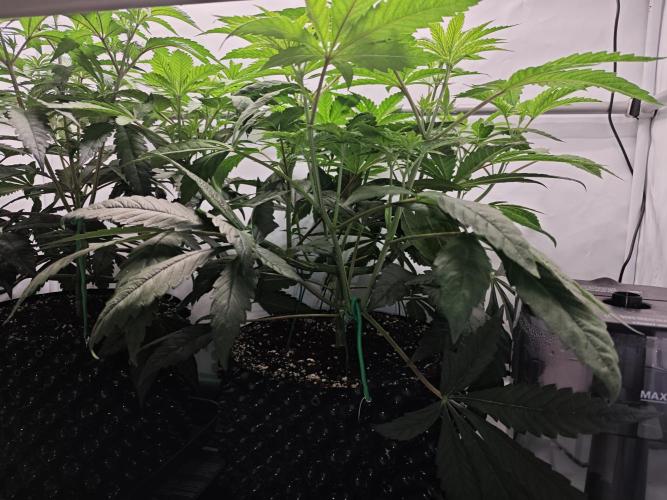Biscotti Gelato AC Infinity AI+. Week 5 - Den 41/1 (12/12)