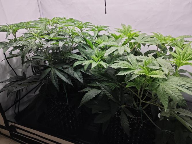 Biscotti Gelato AC Infinity AI+. Week 5 - Den 41/1 (12/12)