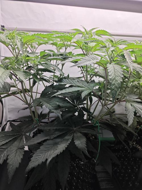 Biscotti Gelato AC Infinity AI+. Week 5 - Den 41