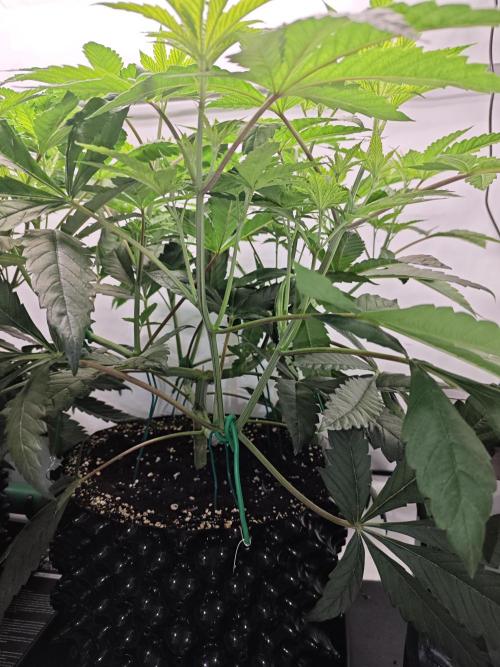 Biscotti Gelato AC Infinity AI+. Week 5 - Den 41