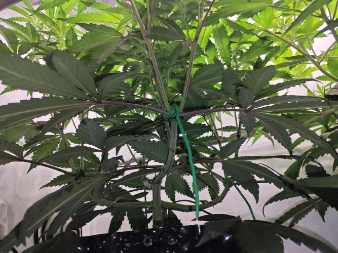 Biscotti Gelato AC Infinity AI+. Week 5 - Den 41