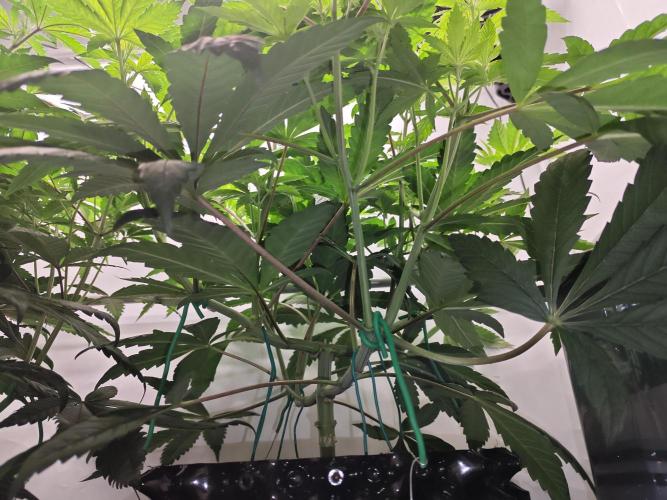 Biscotti Gelato AC Infinity AI+. Week 5 - Den 41