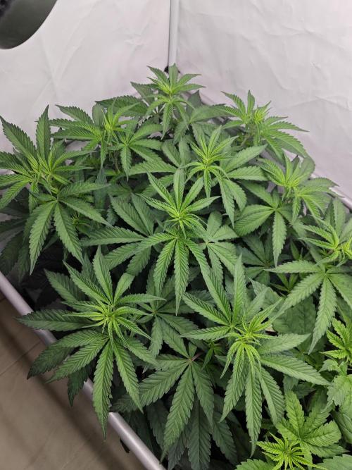 Biscotti Gelato AC Infinity AI+. Week 5 - Den 42/2 (12/12)