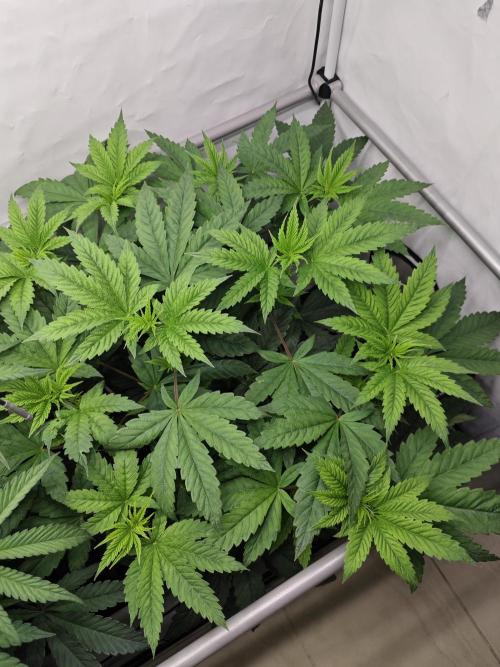 Biscotti Gelato AC Infinity AI+. Week 5 - Den 42/2 (12/12)