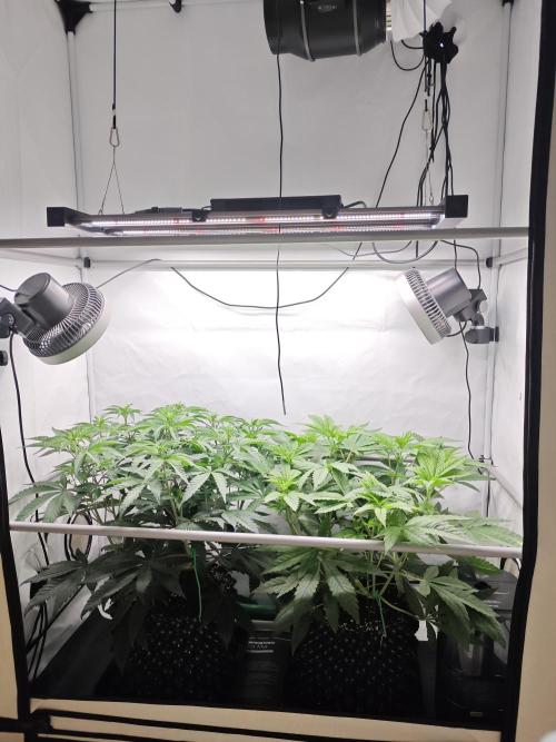 Biscotti Gelato AC Infinity AI+. Week 5 - Den 42/2 (12/12)