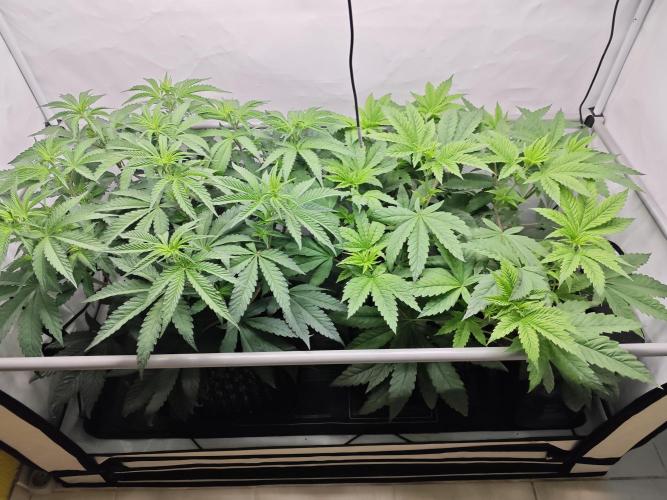 Biscotti Gelato AC Infinity AI+. Week 5 - Den 42/2 (12/12)