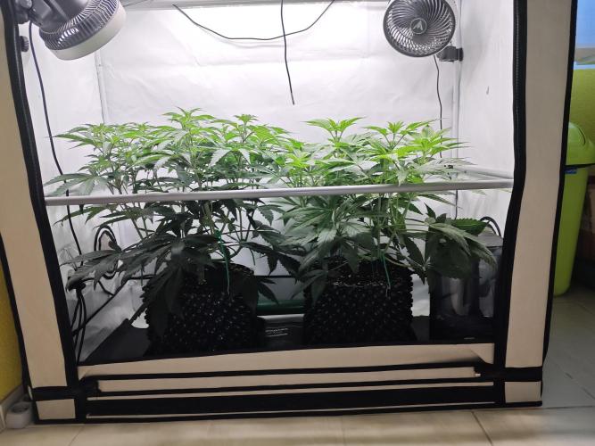 Biscotti Gelato AC Infinity AI+. Week 5 - Den 42/2 (12/12)