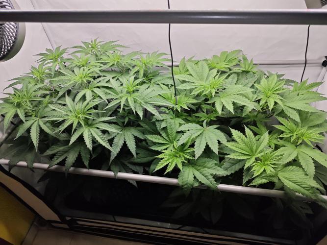 Biscotti Gelato AC Infinity AI+. Week 6 - Den 44/4 (12/12)