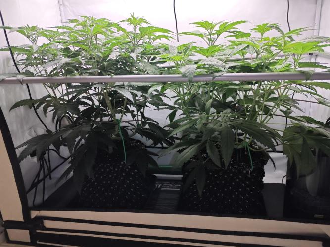 Biscotti Gelato AC Infinity AI+. Week 6 - Den 44/4 (12/12)