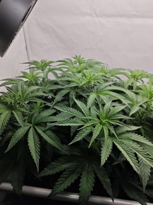 Biscotti Gelato AC Infinity AI+. Week 6 - Den 44/4 (12/12) levá