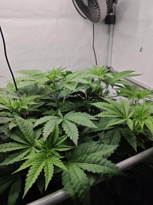 Biscotti Gelato AC Infinity AI+. Week 6 - Den 44/4 (12/12) pravá