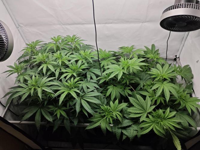 Biscotti Gelato AC Infinity AI+. Week 6 - Den 47/7 (12/12)
