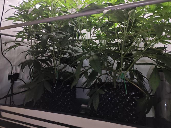 Biscotti Gelato AC Infinity AI+. Week 6 - Den 47/7 (12/12)