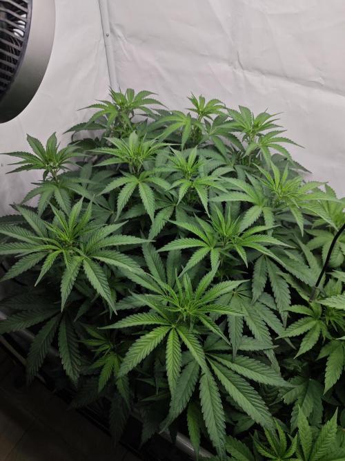 Biscotti Gelato AC Infinity AI+. Week 6 - Den 47/7 (12/12) levá