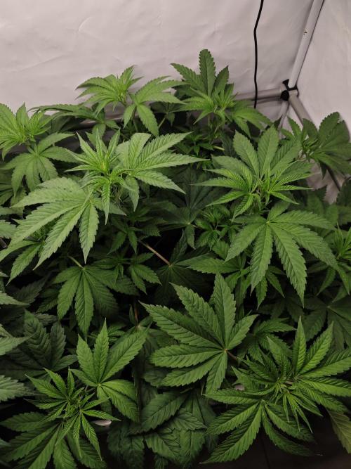 Biscotti Gelato AC Infinity AI+. Week 6