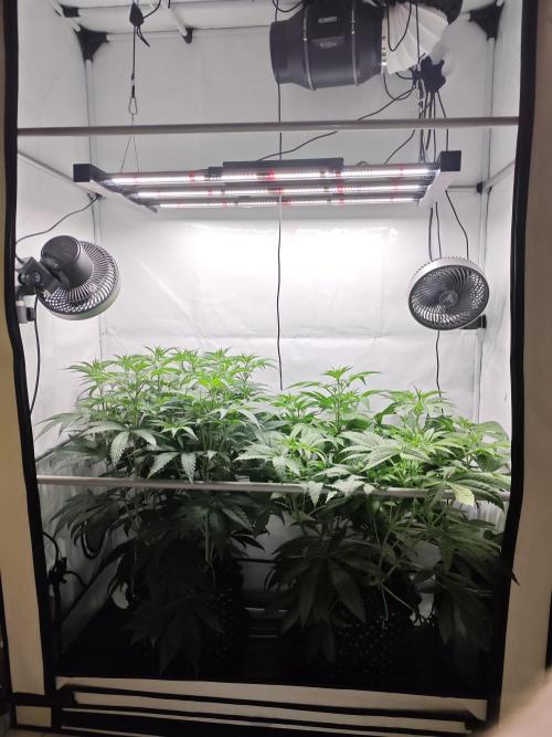 Biscotti Gelato AC Infinity AI+. Week 6 - Den 47/7 (12/12)