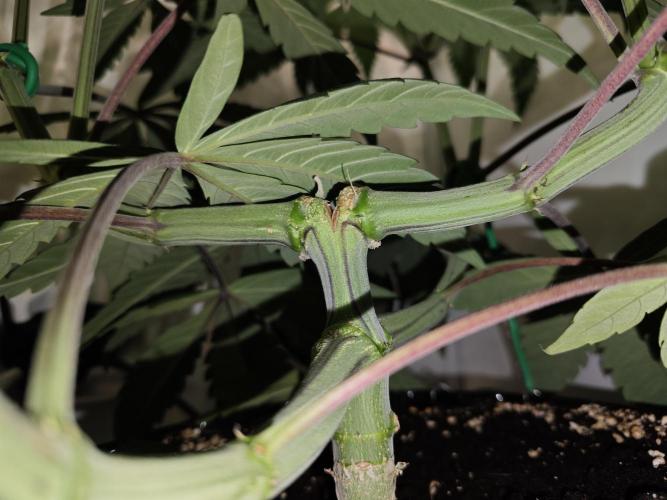 Biscotti Gelato AC Infinity AI+. Week 6 - Den 47/7 (12/12) levá