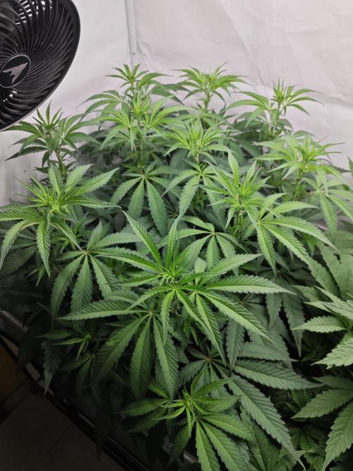 Biscotti Gelato AC Infinity AI+. Week 6 - Den 49/9 (12/12) levá