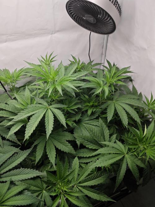 Biscotti Gelato AC Infinity AI+. Week 6 - Den 49/9 (12/12) pravá