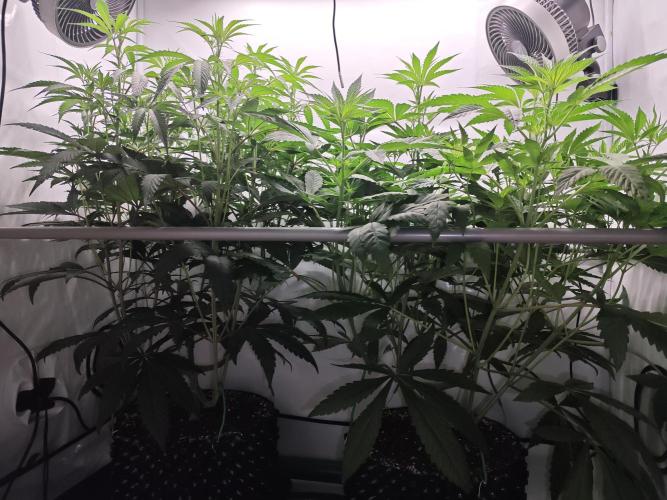 Biscotti Gelato AC Infinity AI+. Week 6 - Den 49/9 (12/12) 