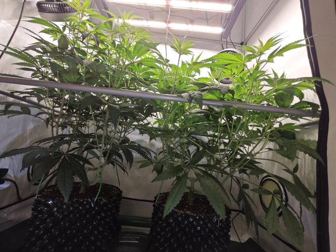 Biscotti Gelato AC Infinity AI+. Week 6 - Den 49/9 (12/12) 