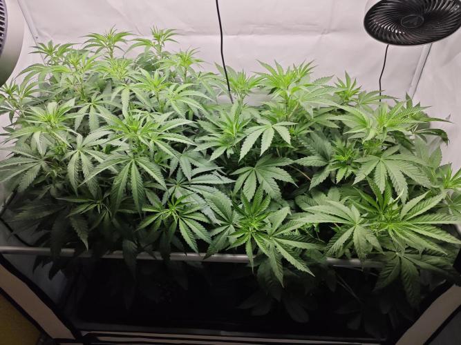 Biscotti Gelato AC Infinity AI+. Week 6 - Den 49/9 (12/12) 