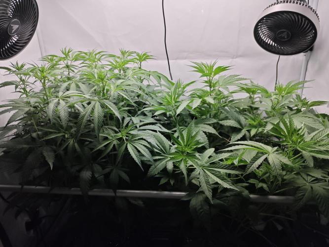 Biscotti Gelato AC Infinity AI+. Week 6 - Den 49/9 (12/12) 