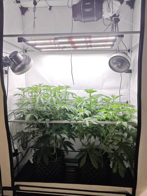 Biscotti Gelato AC Infinity AI+. Week 6 - Den 49/9 (12/12) 