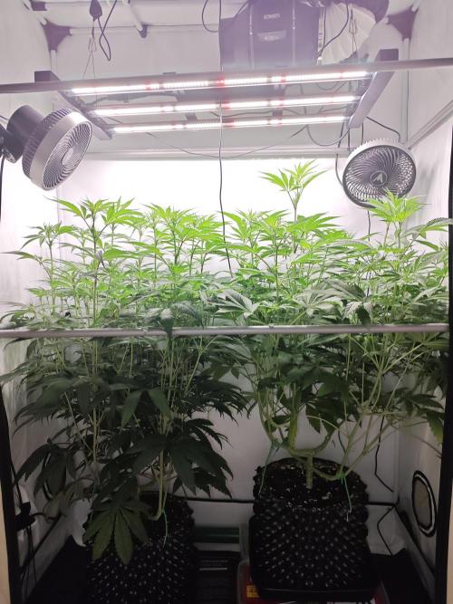 Biscotti Gelato AC Infinity AI+. Week 7 - Den 53/13 (12/12)