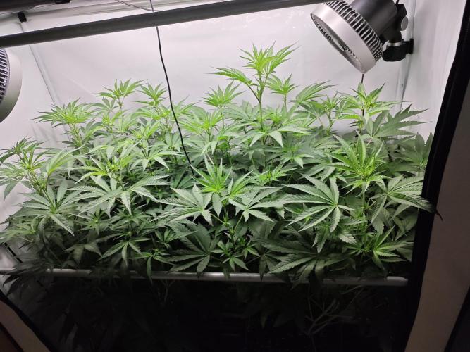 Biscotti Gelato AC Infinity AI+. Week 7 - Den 53/13 (12/12)