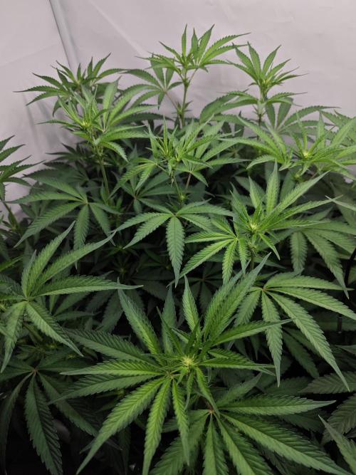 Biscotti Gelato AC Infinity AI+. Week 7 - Den 53/13 (12/12)