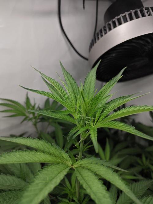 Biscotti Gelato AC Infinity AI+. Week 7 - Den 53/13 (12/12)