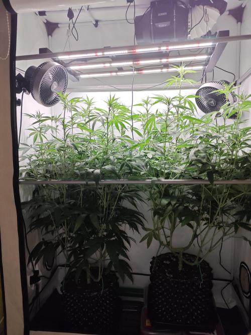 Biscotti Gelato AC Infinity AI+. Week 7 - Den 56/16 (12/12)