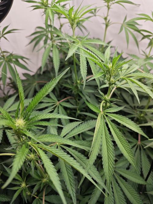 Biscotti Gelato AC Infinity AI+. Week 7 - Den 56/16 (12/12)