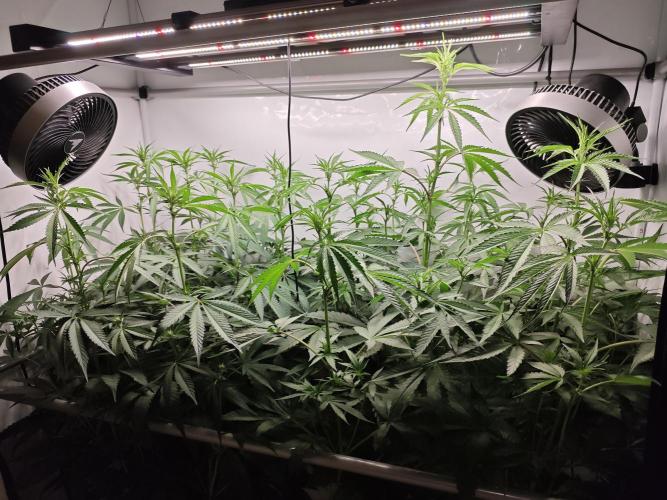 Ionframe EVO3 Full Spectrum LED. Week 7