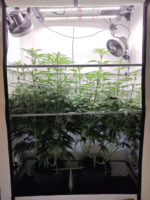 Biscotti Gelato AC Infinity AI+. Week 8 - Den 58/18 (12/12)