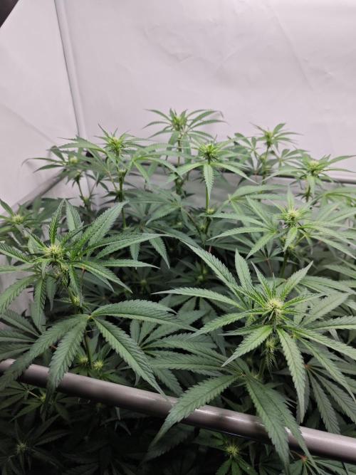 Biscotti Gelato AC Infinity AI+. Week 8 - Den 58/18 (12/12) levá 