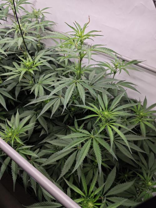 Biscotti Gelato AC Infinity AI+. Week 8 - Den 58/18 (12/12) pravá 