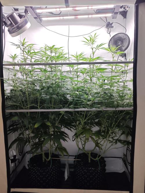 Biscotti Gelato AC Infinity AI+. Week 8 - Den 60/20 (12/12) 