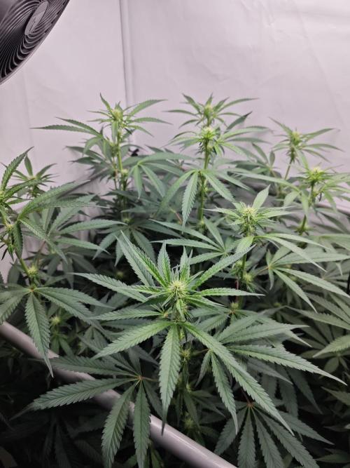Biscotti Gelato AC Infinity AI+. Week 8 - Den 60/20 (12/12) levá